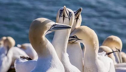 AYX SPORTS-高频换帅是否是俱乐部成绩不稳的主因